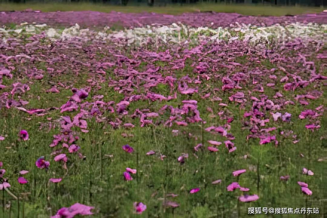 林语)首页网站-最新楼盘详情-户型配套尊龙凯时链接尚湾林语(2024年尚湾(图17)